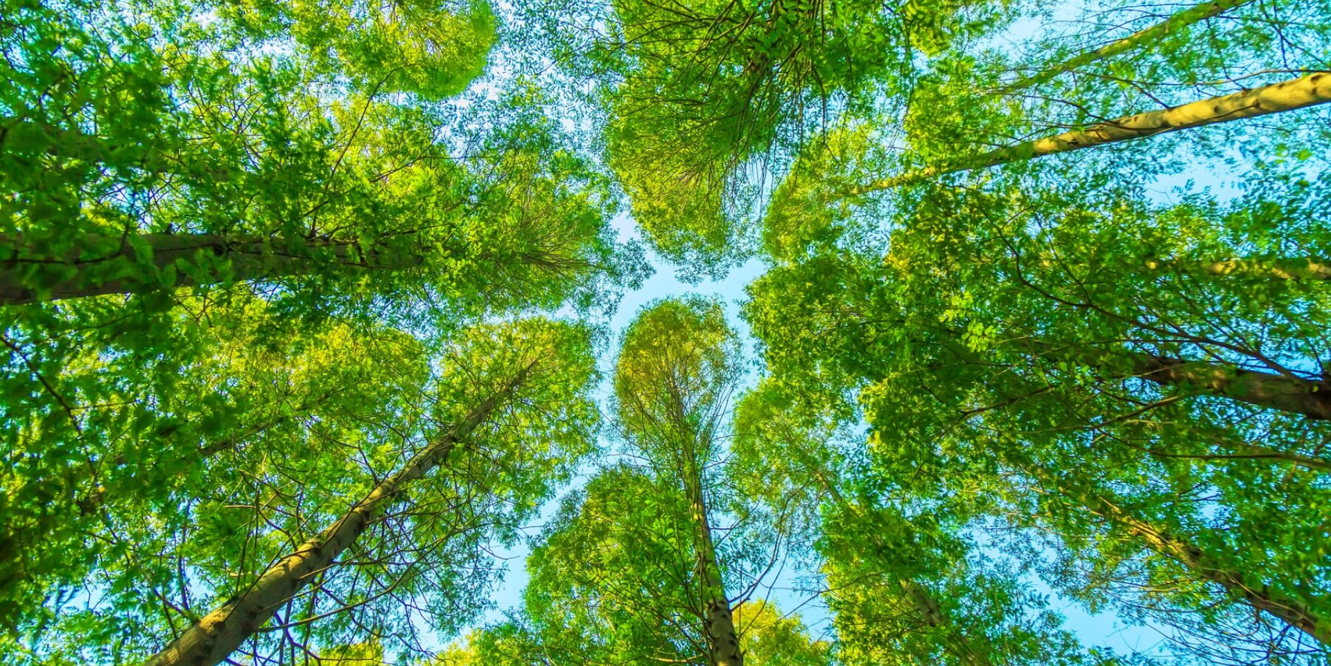 Trees on sky background